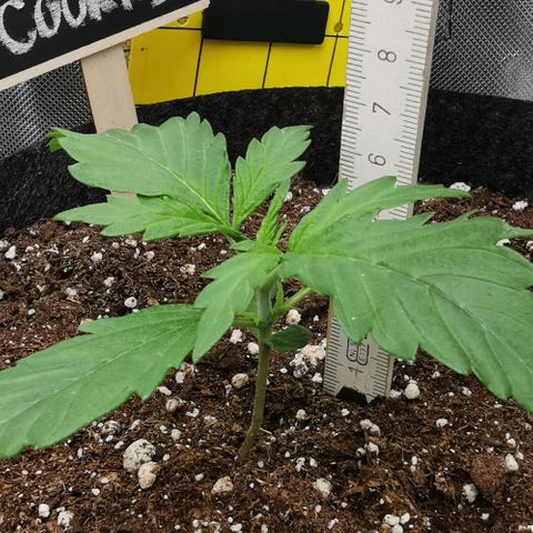 GO growlog timeline photo