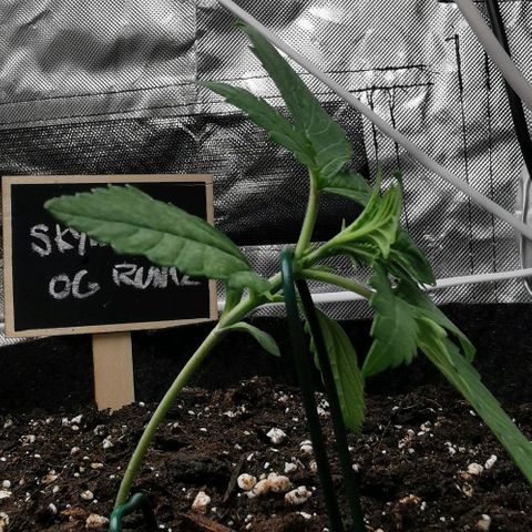 Sky growlog photo: Erstes Training