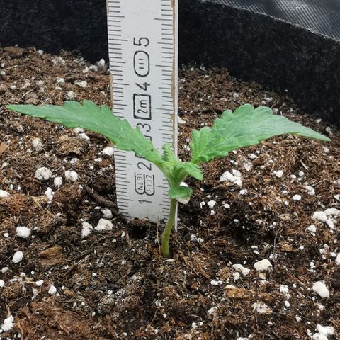 Chem growlog timeline photo