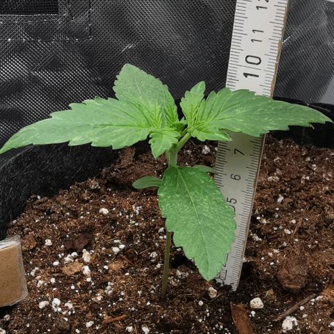 Sky growlog timeline photo
