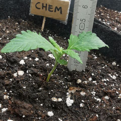 Chem growlog timeline photo