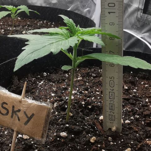 Sky growlog timeline photo