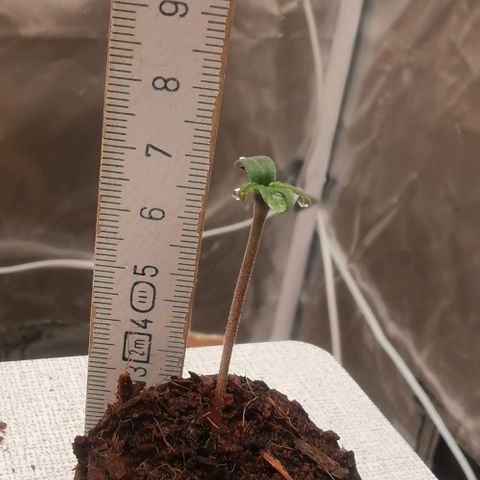 Sky growlog timeline photo