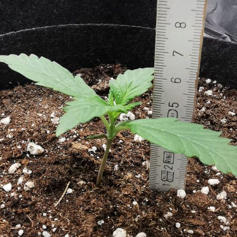 GO growlog timeline photo
