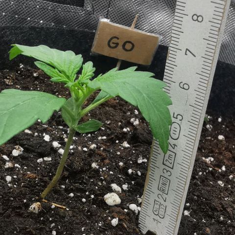 GO growlog timeline photo