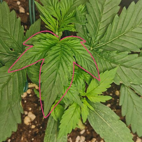 Sky growlog timeline photo