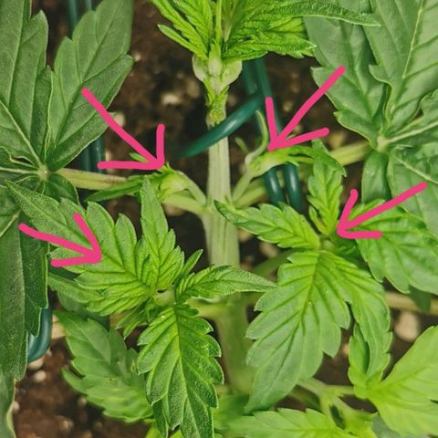 Sky growlog timeline photo