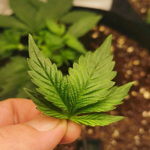 Sky growlog timeline photo
