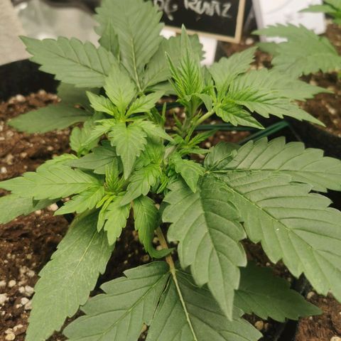 Sky growlog timeline photo