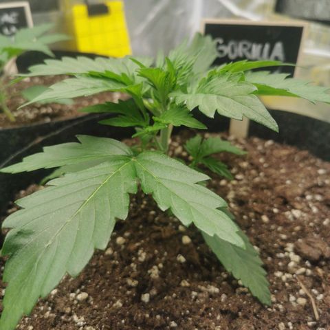 GO growlog timeline photo