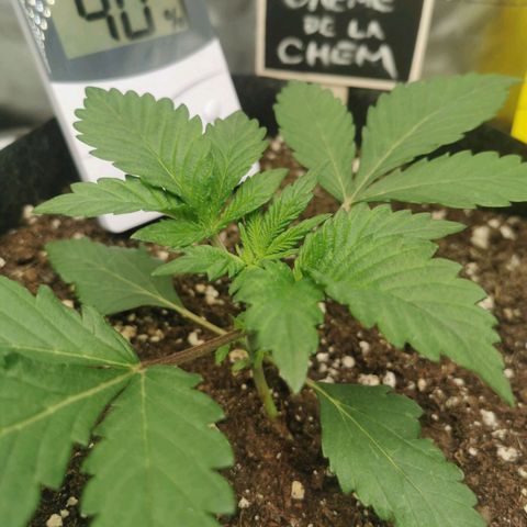 Chem growlog timeline photo