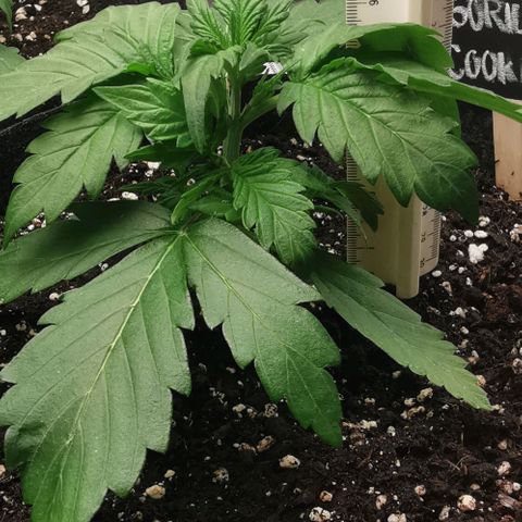 GO growlog timeline photo