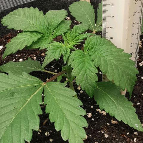 Chem growlog timeline photo