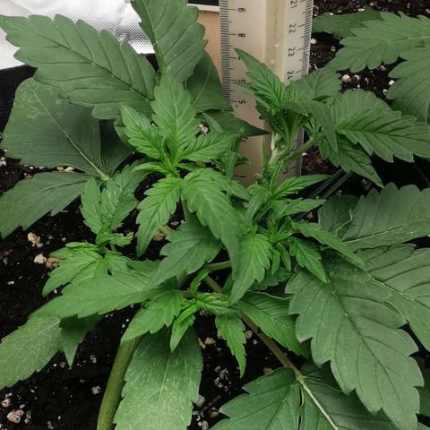 Sky growlog timeline photo