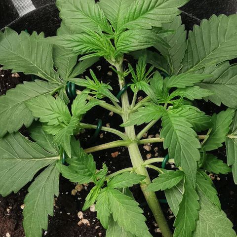 Sky growlog timeline photo