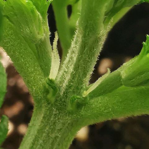 GO growlog timeline photo