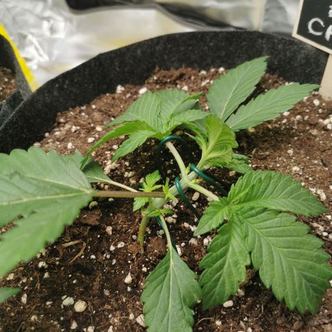 Chem growlog timeline photo