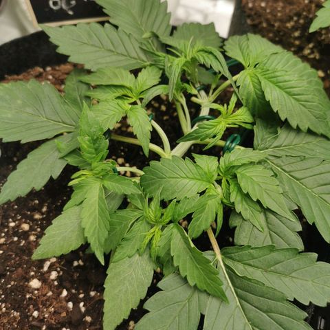 Sky growlog timeline photo