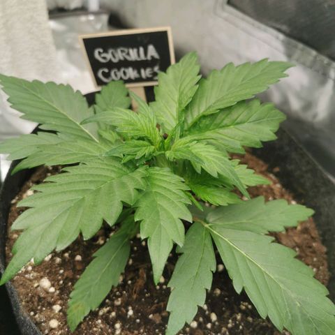 GO growlog timeline photo