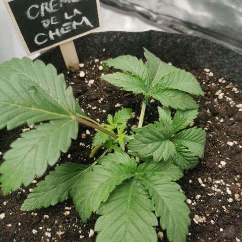 Chem growlog timeline photo