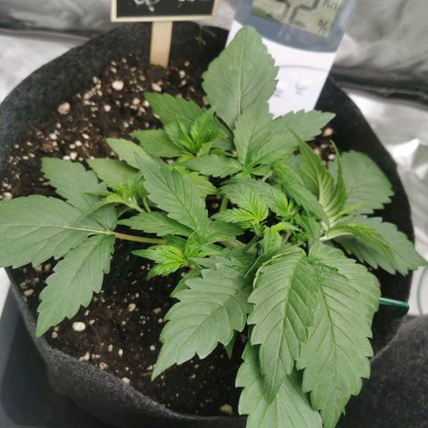 Sky growlog timeline photo