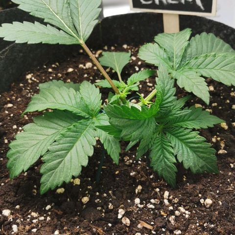 Chem growlog timeline photo