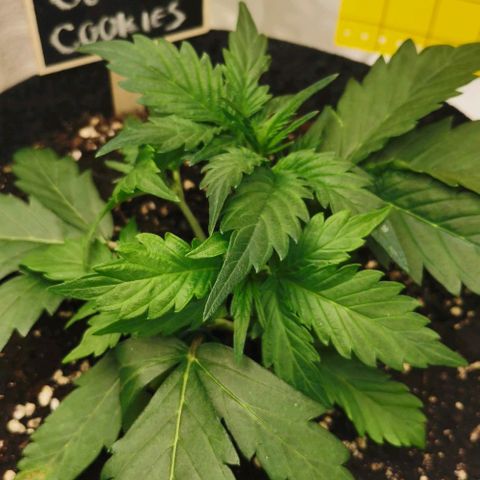 GO growlog timeline photo