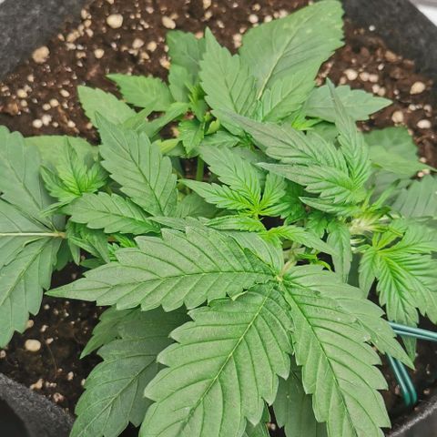Sky growlog timeline photo