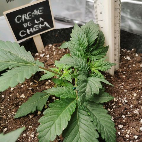 Chem growlog timeline photo