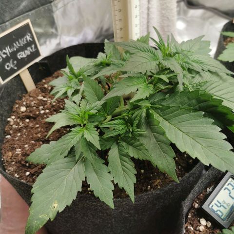Sky growlog timeline photo
