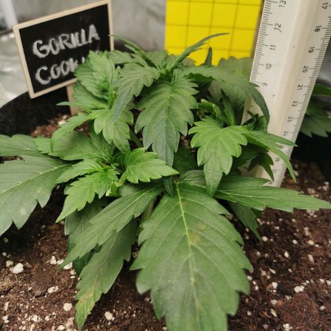 GO growlog timeline photo