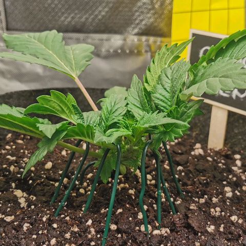 Chem growlog timeline photo