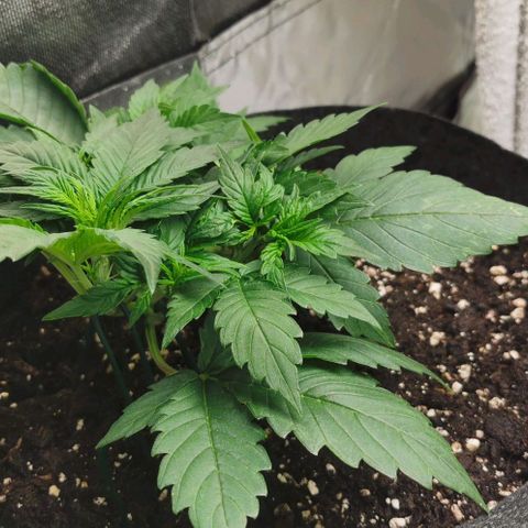 Sky growlog timeline photo