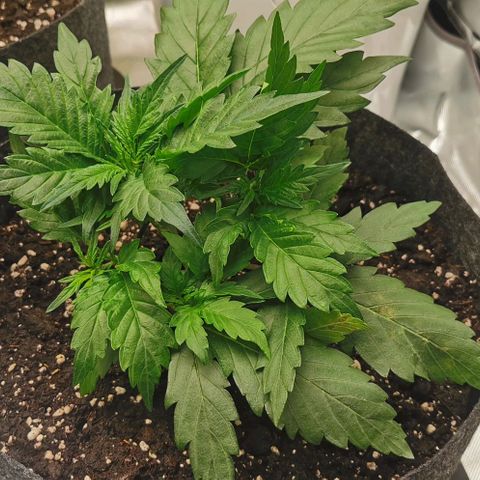 GO growlog timeline photo