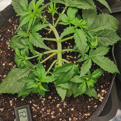 Sky growlog timeline photo