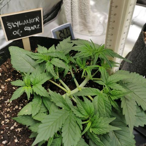 Sky growlog timeline photo