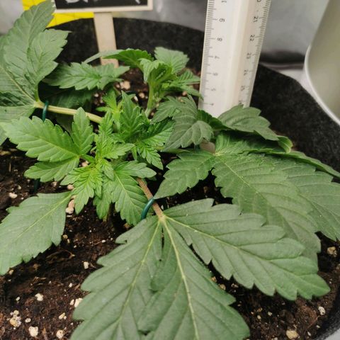 Chem growlog timeline photo