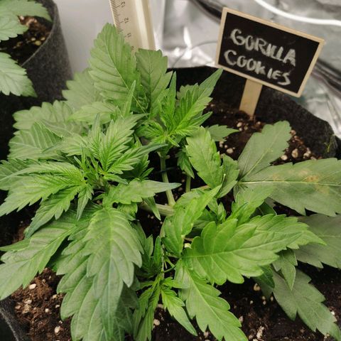 GO growlog timeline photo