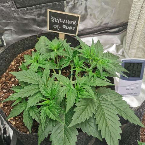 Sky growlog timeline photo