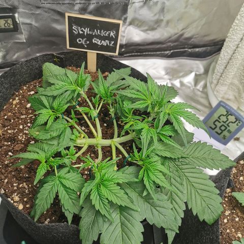 Sky growlog timeline photo