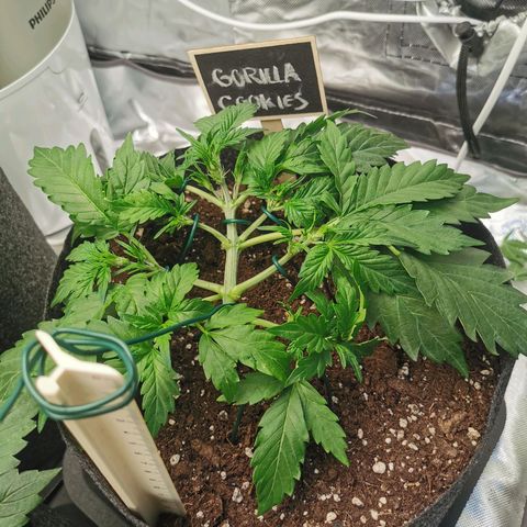 GO growlog timeline photo
