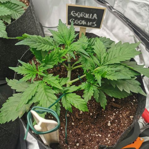GO growlog timeline photo
