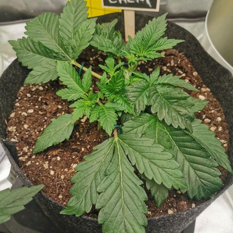 Chem growlog timeline photo