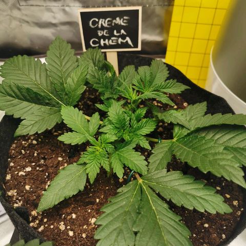 Chem growlog timeline photo