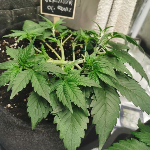 Sky growlog timeline photo