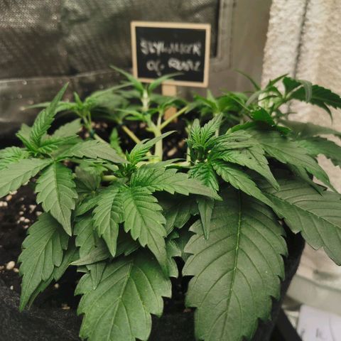 Sky growlog timeline photo