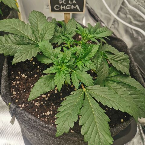 Chem growlog timeline photo