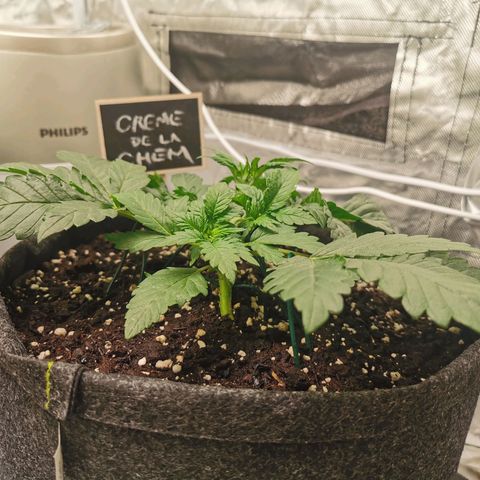 Chem growlog timeline photo