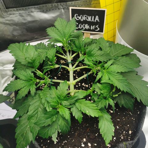 GO growlog timeline photo