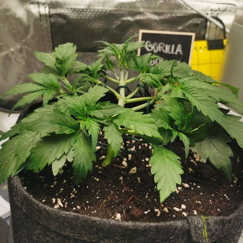 GO growlog timeline photo